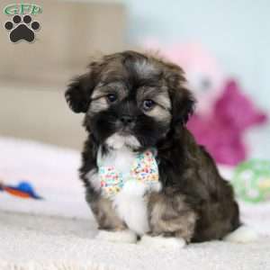 Prince, Lhasa Apso Puppy